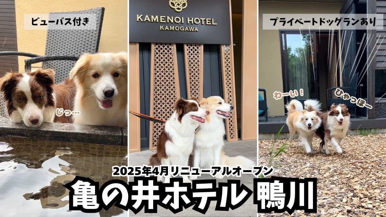 ビューバス・プライベートドッグラン付きのお宿が最高でした！