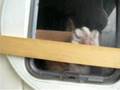 Billy - cat flap escape - Scottish Shorthair kitten