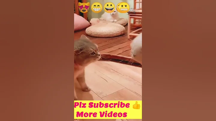 Video 3056561: persian cat meowing cute, persian cat baby meow, cat cartoon persian, persian cat dancing, cutecat meow