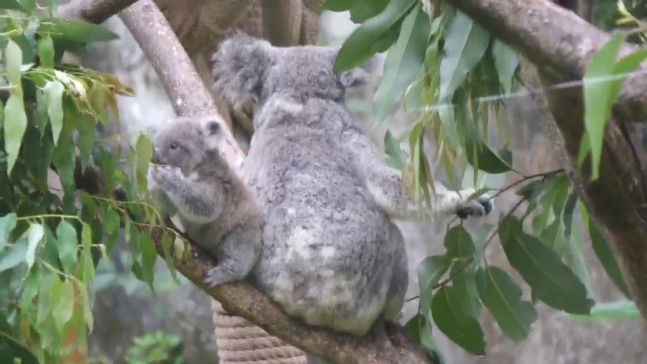 為了學習吃飯飯無尾熊小娃娃從樹上摔下來2次哇哇大哭媽媽不救牠20200425