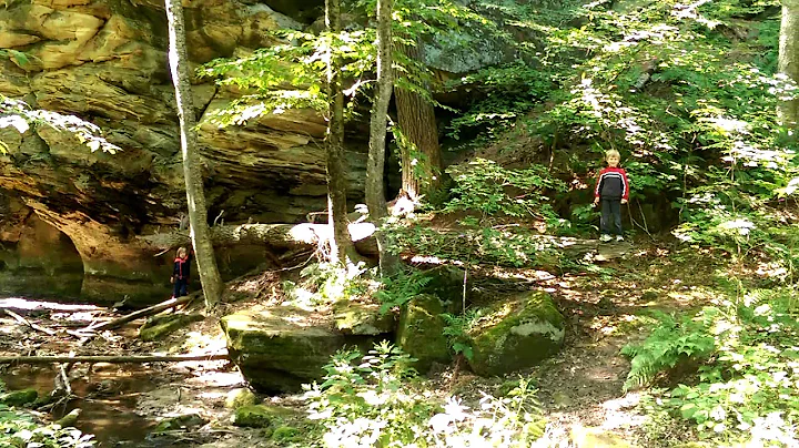 Seesaw tree at Gov Dodge 2015