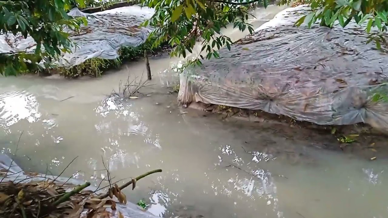 Ri6 ra bông bị mưa, đi đọt ảnh hưởng ra sao ?