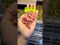 Nuôi hamster 80 ngày và cái kết không ai dám tin #hamster #cute #funny #nhatky