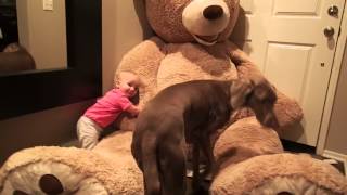 1 year old get 8 foot Costco Teddybear