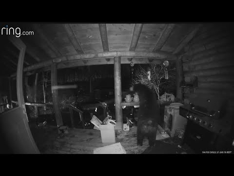 Bear pays a visit to Ellsworth Township home