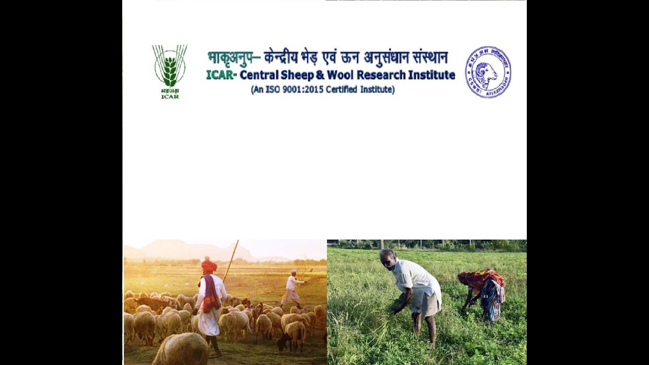 निदेशक, ICAR-CSWRI का हैलो किसान कार्यक्रम में भेड़ की नस्ल अविशान पालन एवं उपयोगिता पर संवाद