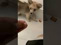KITWAA❤️😘… #viralshorts #shorts #trendingshorts #youtubeshorts #bihari