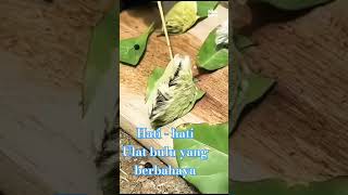 Download Lagu ulat bulu yang berbahaya | sekilas seperti burung | #music #remix MP3
