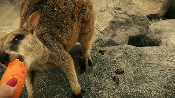 Elevate your editing skills with this must-have tool