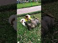 #cat #pets #dog #cute #funny