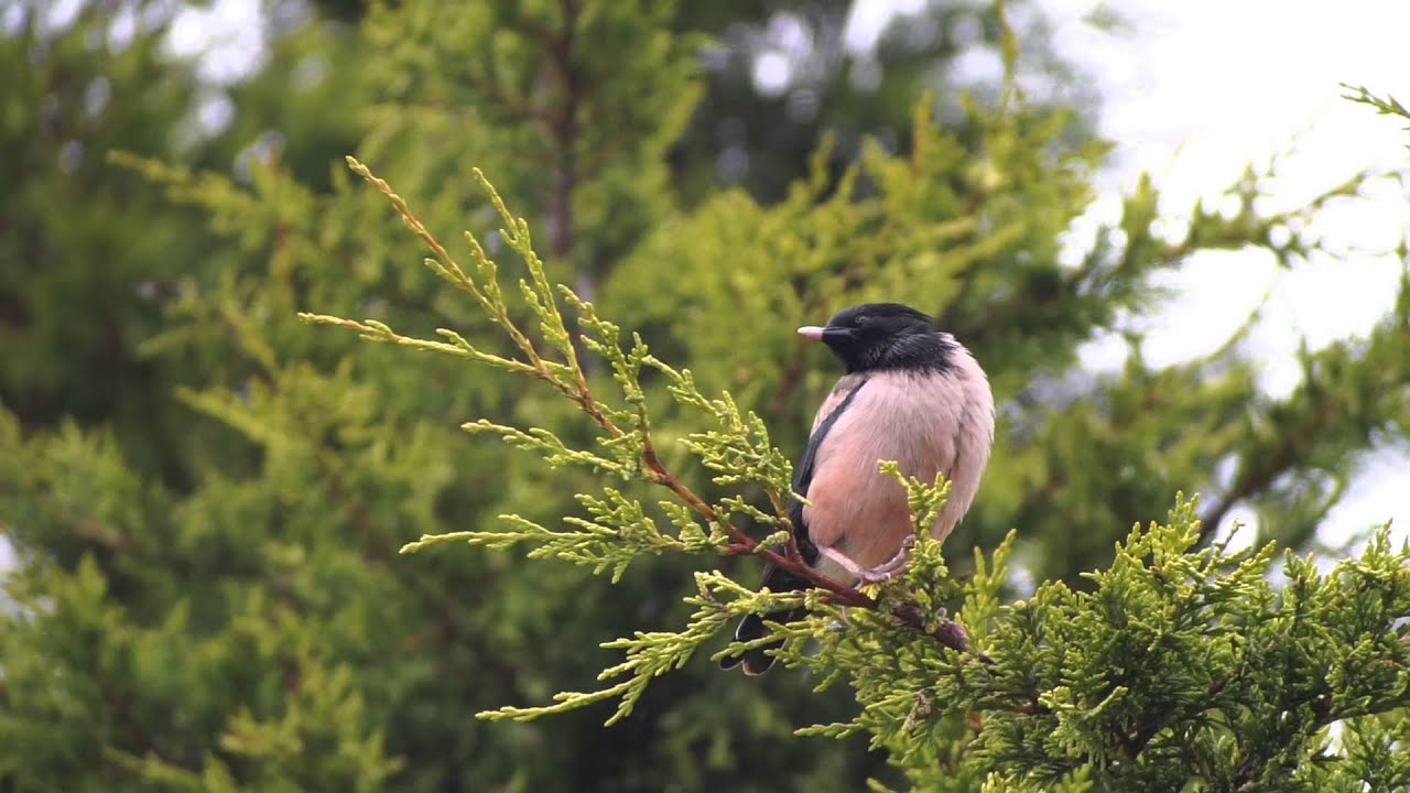 Rose Coloured Starling Lowestoft