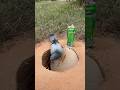 Survival Skills: SIMPLE idea and USEFUL with Rabbits#fyp #survival #subscribe