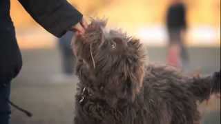 Labradoodle Loves To Run Around The Daily Puppy