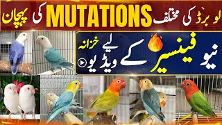 Lovebird Different Mutations Identification | Cheapest Lovebird Pairing for Higher Mutation