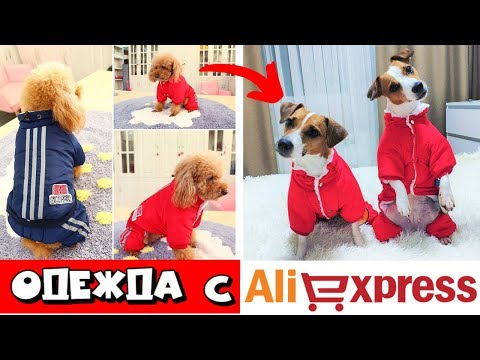 ОДЕЖДА ДЛЯ СОБАК С AliExpress | КАК ПОДОБРАТЬ ОДЕЖДУ СОБАКЕ В ИНТЕРНЕТ МАГАЗИНЕ