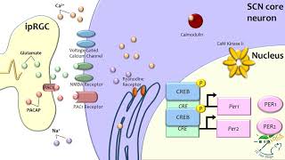 Mammalian Molecular Entrainment to Light and Networks