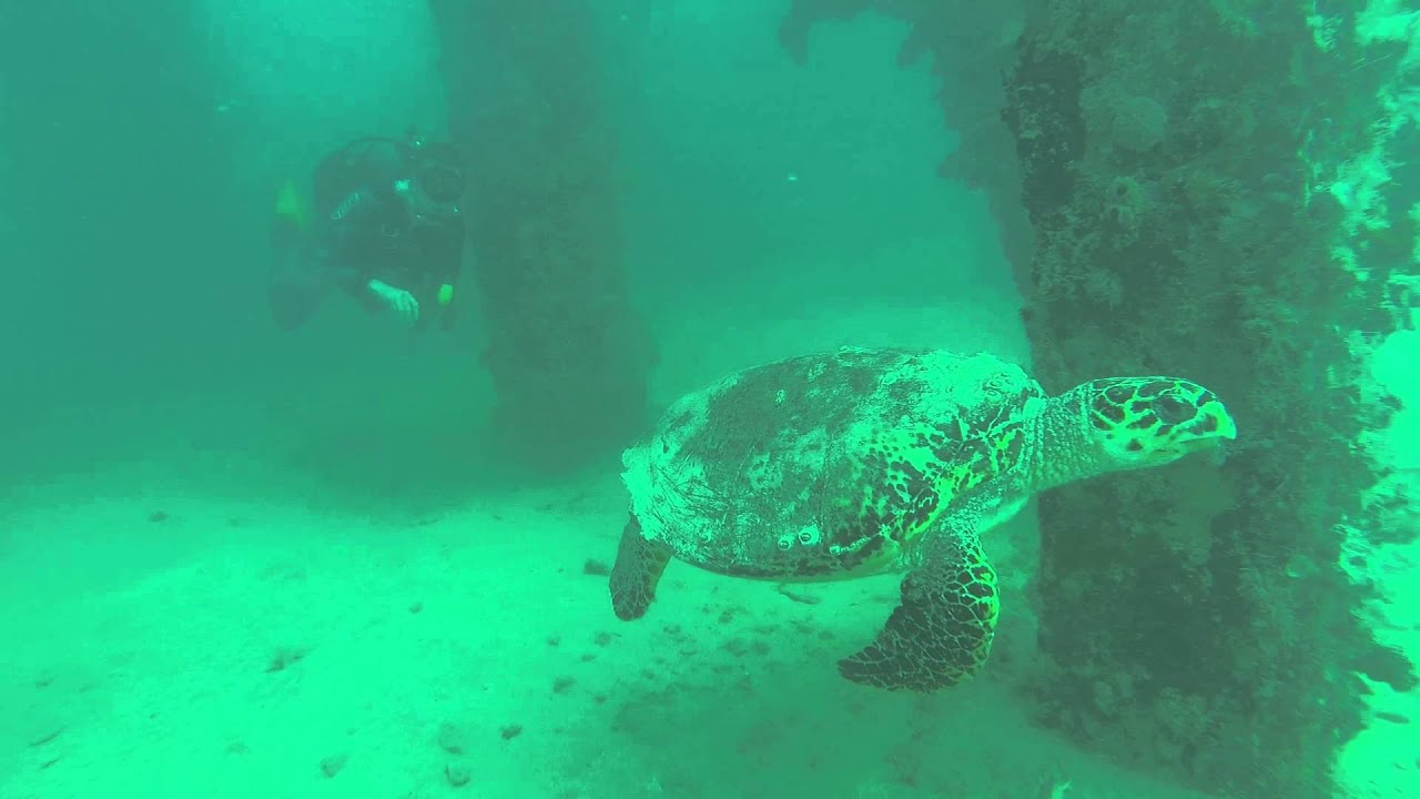 Scuba Quaids Diving in Vieques off Puerto Rico with Turtles GoPro Hero3