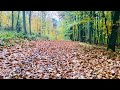 [4K] Forest Walk in Autumn 2020 Germany - Düsseldorf's Biggest Forest