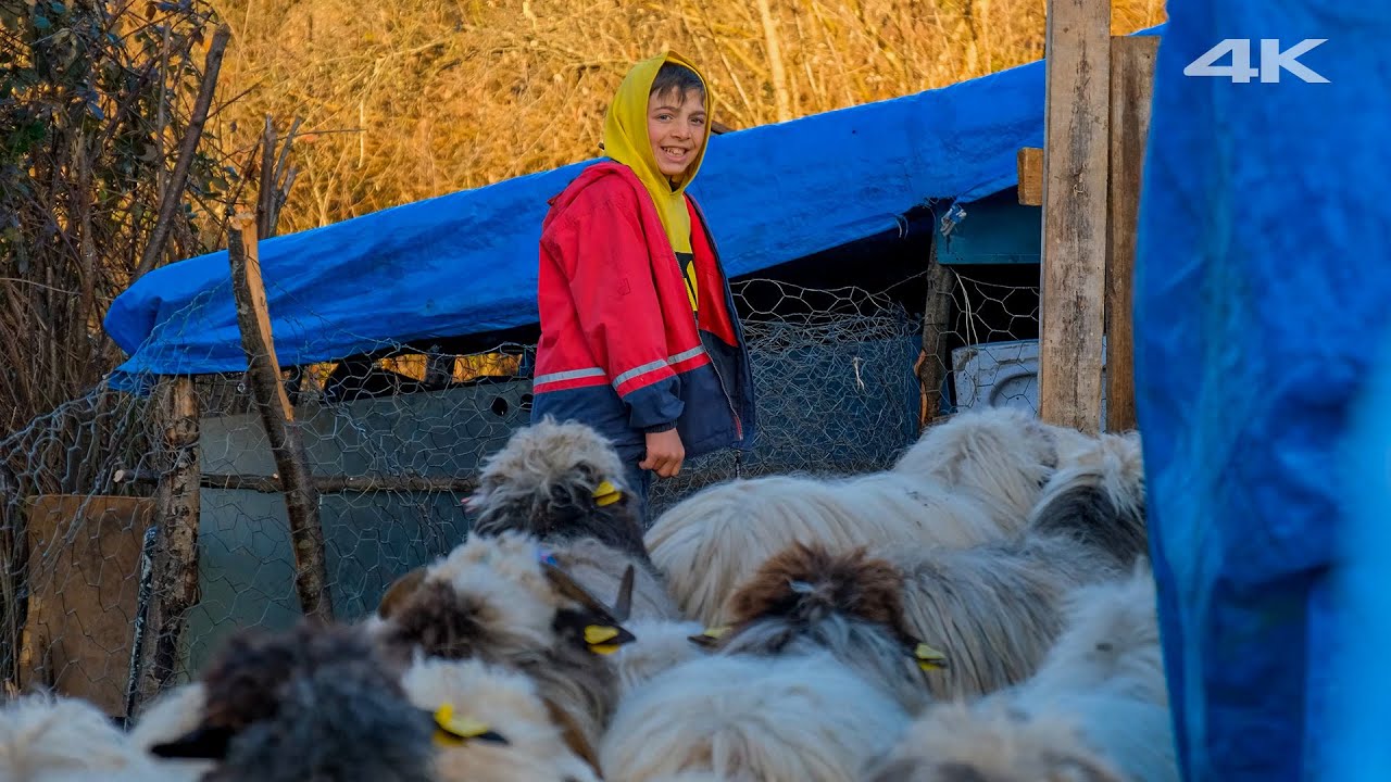 Слепой Али и его молодые пастухи | Документальный фильм ▫️4K▫️