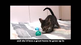 Kitten Fun with Jinx!