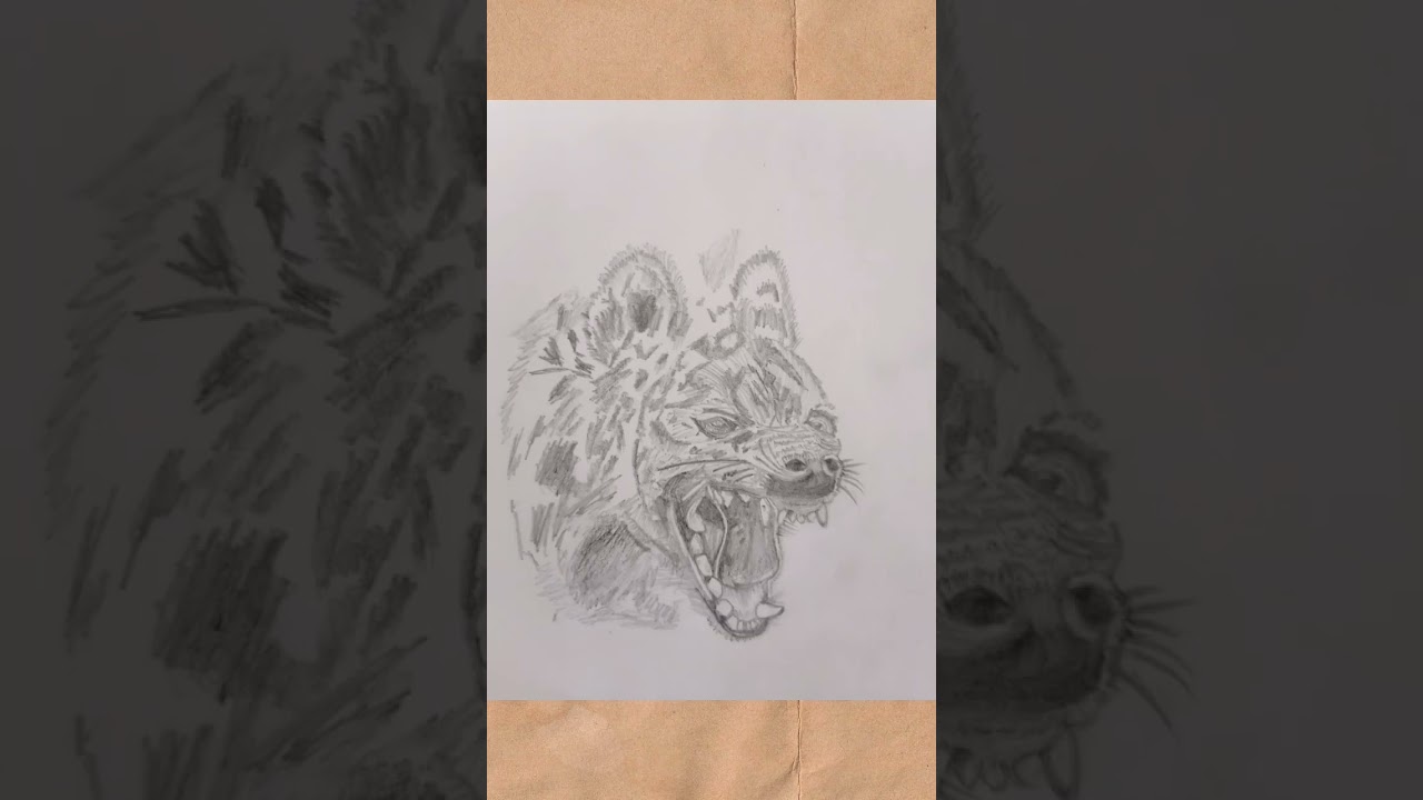 Hyena pencil drawing /
