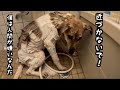 【元野犬】保護犬が心を開く、半年間の成長記録