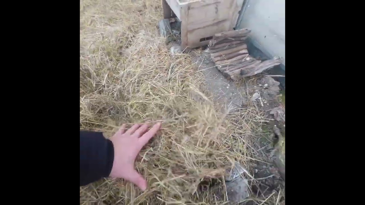 🐢🐢🐢Hvor gemmer mine græske landskildpadder sig om vinteren? 😲  (Græske landskildpadde vinterhi)  