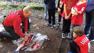 Salmon Dissection for kids, (Fish hatchery lesson)