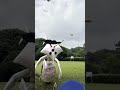 お遊びぷるたん #shorts #funnyanimals #面白い動物 #cutscream #blender3d #vfx
