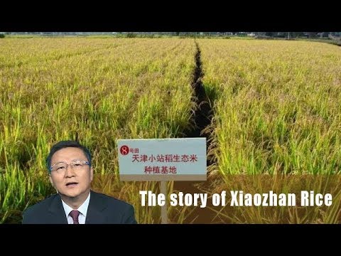 A taste of Chinese food culture - The story of Xiaozhan Rice