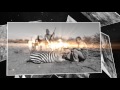 Limpopo Big Game Safaris Klipspringer Hunt