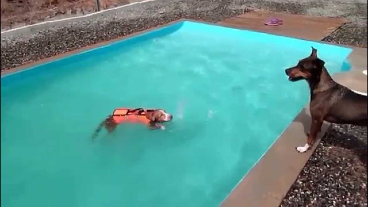 Hund lernt schwimmen YouTube