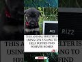 This Shelter Speaks Gen Z to Save Puppies. #shorts #viralnews #breakingnews