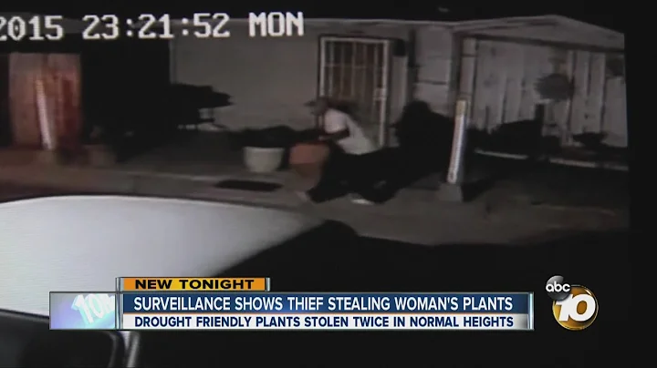 Surveillance shows thief stealing woman's plants