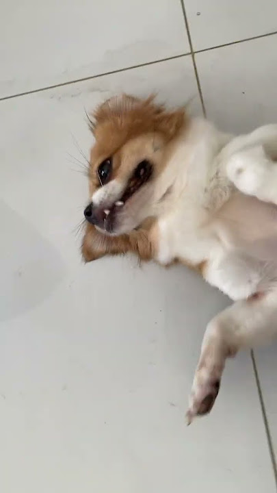 Full Video below👇  #feed #shorts #doglover #puppy #love #pets #cute #bestfeed #cutedog #doggo