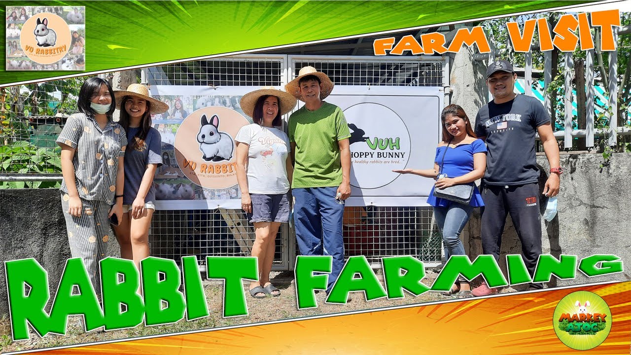 Pure Cali Rabbit RABBIT FARMING | Farm Visit at VU RABBITRY ( Pure Cali, F1 Cali, Lion ...