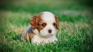 The Benefits of Cocker Spaniel Pet Insurance Key Considerations for Pet Owners