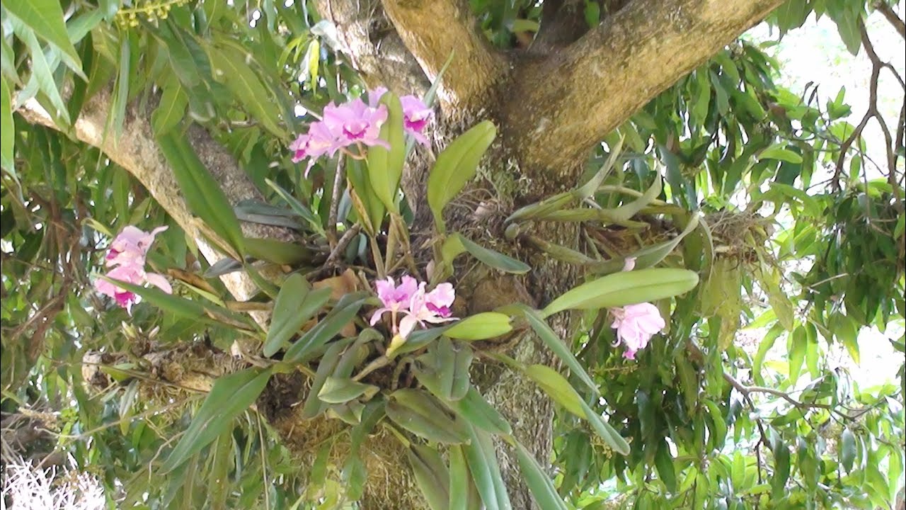 COMO PLANTAR CATLÉIA EM TRONCO DE ÁRVORE - thptnganamst.edu.vn