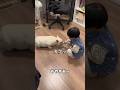 3歳児が愛犬に怒られて落ち込んでると思ったら… #保護犬 #フレンチブルドッグ #愛犬 #shorts
