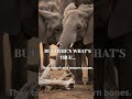 Do Elephants Really Have Secret Graveyards? 🐘 #shorts