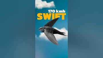 This Bird Can FLY for a Whole YEAR Without Landing! 🐦😱 #funfacts #physics #educational #birds