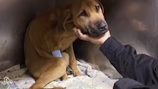 'Dead' Dog Comes Back To Life With A Little Love