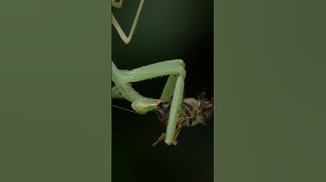 RELENTLESS: Unveiling the Secret Lives of Praying Mantises