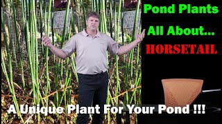 Pond Plants:  Horsetail