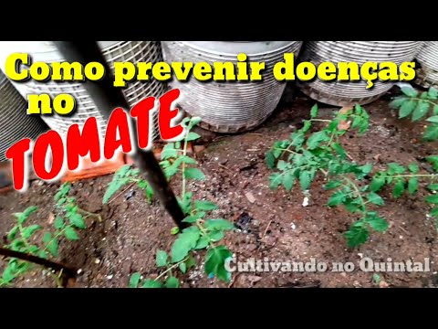 Vídeo: Prevenção De Doenças Do Tomate, Colheita E Armazenamento