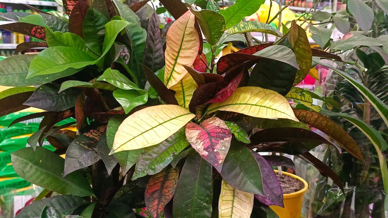 🌸❄️ЛЕМАНА ПРО🦋БОЛЬШОЙ ОБЗОР ЦВЕТОВ🌸❄️февраль 2026