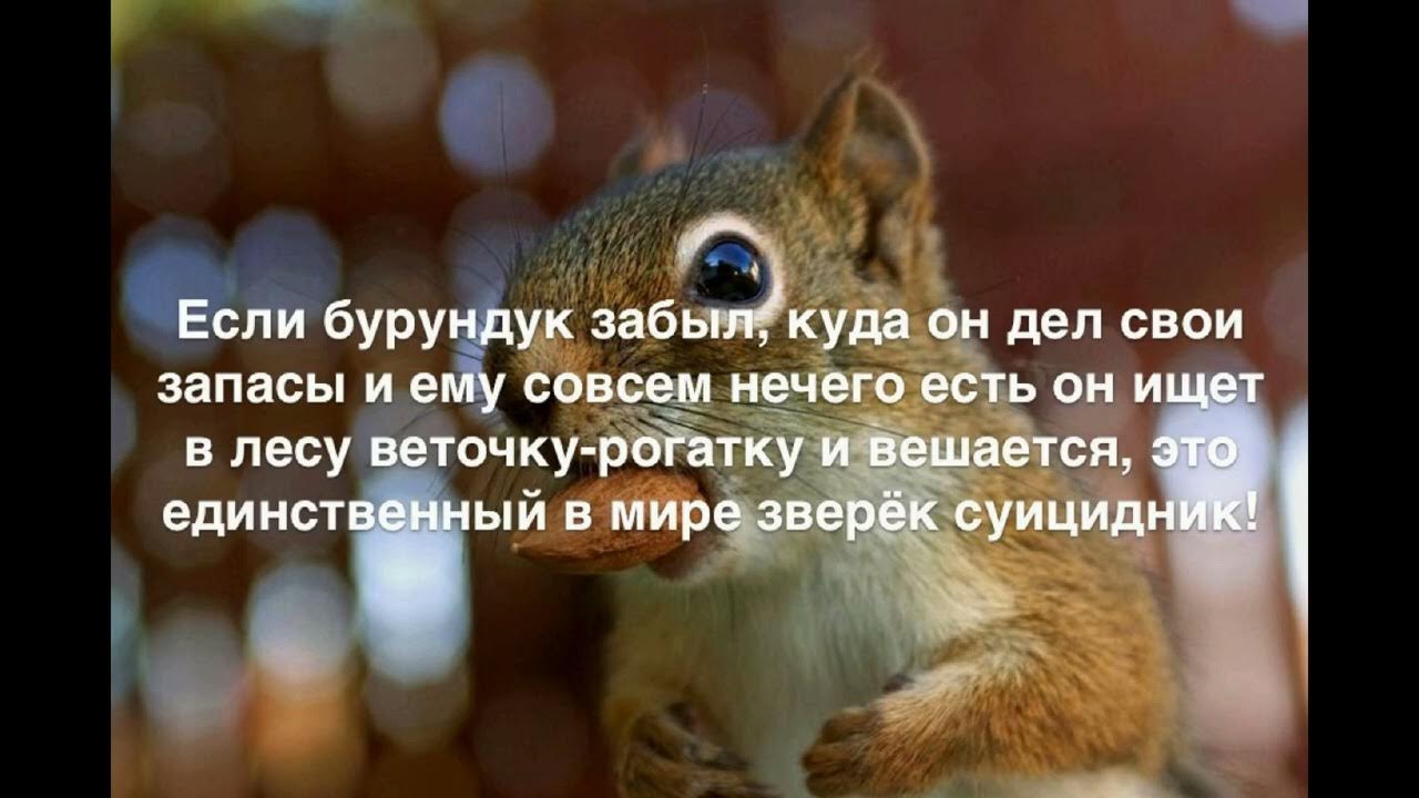 Совсем ничего текст. Интересные смешные факты. Удивительные факты. Интересные факты обо всем. Интересное в картинках обо всем.