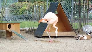Crazy Flamingo Dance In Geneva