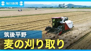 筑後平野で麦の刈り取り始まる