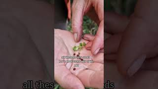 Stop The Invasion, Eat The Himalayan Balsam.